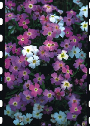 Picture of Stock - Virginian Mixed